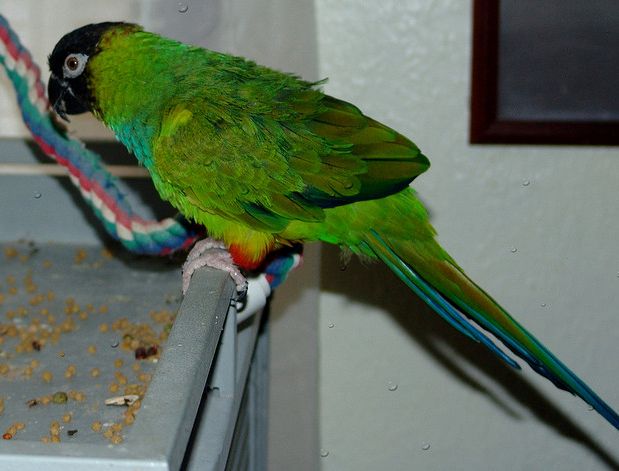 cwbk